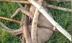 लंगड़े भेड़िया का छोटे बच्चे पर अटैक- गांव वालों ने आदमखोर को पीट... लंगड़े भेड़िया का छोटे बच्चे पर अटैक- गांव वालों ने आदमखोर को पीट...