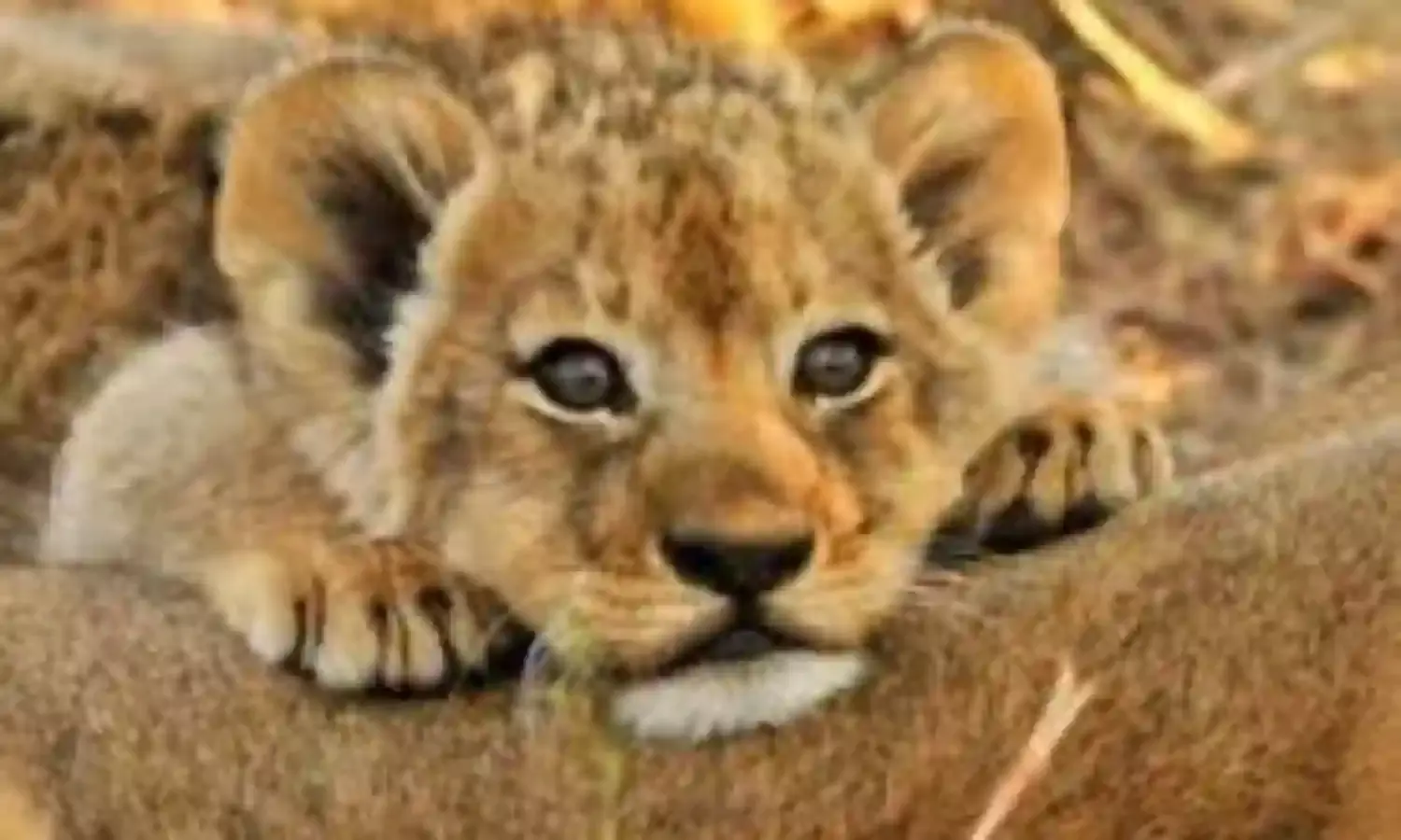 लोको पायलट ने ट्रेन की चपेट में आने से शेर, शेरनी, शावक को...