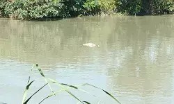 गंग नहर में बहते हुए जा रहे 2 शव देखकर लोगों में मची खलबली गंग नहर में बहते हुए जा रहे 2 शव देखकर लोगों में मची खलबली