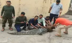 पंप हाउस में पहुंचे 7 फीट के मगरमच्छ ने रेस्क्यू के दौरान फुलाई की सांसें