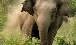हाथी ने व्यक्ति पर किया हमला, मौके पर ही हुई मौत- मचा हड़कंप हाथी ने व्यक्ति पर किया हमला, मौके पर ही हुई मौत- मचा हड़कंप