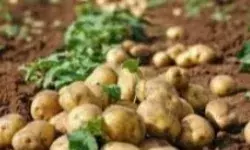 किसानों की बल्ले-बल्लेः आलू का बीज हुआ बहुत सस्ता- इतना होगा उत्पादन