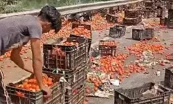 टमाटरों को लूट से बचाने के लिए पुलिस को हाईवे पर देना पड़ा पहरा टमाटरों को लूट से बचाने के लिए पुलिस को हाईवे पर देना पड़ा पहरा
