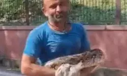 ताजमहल में निकले 11 फीट लंबे अजगर को देख मचा हड़कंप ताजमहल में निकले 11 फीट लंबे अजगर को देख मचा हड़कंप