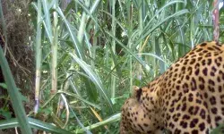 हमला कर गुलदार ने किशोरी को उतारा मौत के घाट- दुकान से सामान.... हमला कर गुलदार ने किशोरी को उतारा मौत के घाट- दुकान से सामान....