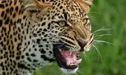 गुलदार के हमले में किशोरी की मौत के बाद स्कूलों में छुट्टी घोषित