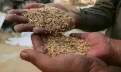 मुफ्त राशन के गेहूं की बोरियों में मिट्टी भेज रहे तीन अफसर सस्पेंड मुफ्त राशन के गेहूं की बोरियों में मिट्टी भेज रहे तीन अफसर सस्पेंड