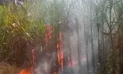 तार से गिरी चिंगारी ने गन्ने के खेत को जलाकर कर दिया खाक