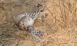 आलू के लालच ने खूंखार तेंदुए को फंसा दिया जाल में- लोगों ने ली राहत