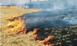 सोच समझकर पराली जलाएं किसान- नहीं तो अब भरना पड़ेगा दोगुना जुर्माना सोच समझकर पराली जलाएं किसान- नहीं तो अब भरना पड़ेगा दोगुना जुर्माना