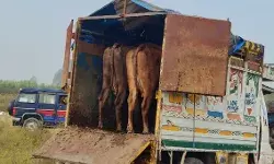 एनकाउंटर में गौतस्कर को लगी गोली- चार तस्करों से तीन गोवंश बरामद