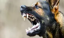 लो कर लो बात- गाड़ियां नहीं हटाई तो बारातियों पर छोड़ दिया कुत्ता लो कर लो बात- गाड़ियां नहीं हटाई तो बारातियों पर छोड़ दिया कुत्ता