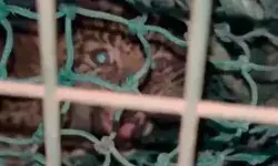 तेंदुए का शावक कुएं में गिरा- गुर्राहट से लोगों में दहशत