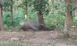 हाथियों के बीच हुई खूनी जंग- एक हाथी की हार में चली गई जान