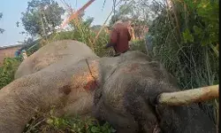 रेलवे ट्रैक पार करते समय बड़ा हादसा- ट्रेन की चपेट में आने से चली गई..