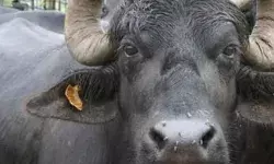 लो कर लो बात- भैंस ने किया गोबर- मलिक को भरना पड़ा हजारों का जुर्माना लो कर लो बात- भैंस ने किया गोबर- मलिक को भरना पड़ा हजारों का जुर्माना