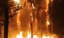 मेघदूतम पार्क में लगी आग- तकरीबन दर्जन भर पेड़ जलकर हुए राख मेघदूतम पार्क में लगी आग- तकरीबन दर्जन भर पेड़ जलकर हुए राख