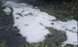 आसमान से जमकर गिरे ओले- बिछ गई सफेद चादर आसमान से जमकर गिरे ओले- बिछ गई सफेद चादर