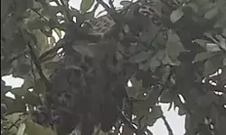 तेंदुए ने पेड़ पर जमाया डेरा- खेतों में किसानों की नो एंट्री- इलाके... तेंदुए ने पेड़ पर जमाया डेरा- खेतों में किसानों की नो एंट्री- इलाके...