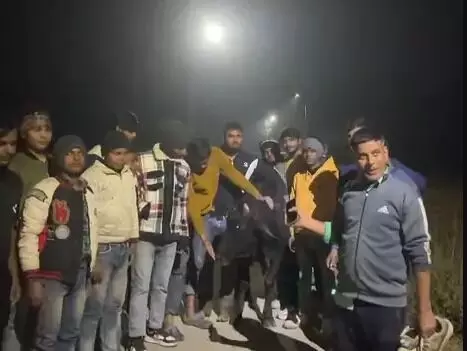 काली नदी में फंसी नीलगाय की गौशाला कर्मियों ने ऐसे बचाई जान