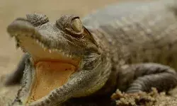 भाजपा नेता के घर आयकर का छापा- कालेधन के साथ मिले चार मगरमच्छ