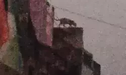 मकान की छत पर कब्जा जमा कर बैठे लेपर्ड ने रोकी पब्लिक की सांसे