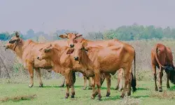 बोले मंत्री- गौतस्करी करने वालों को सड़कों चौराहों पर मारी जाएगी गोली बोले मंत्री- गौतस्करी करने वालों को सड़कों चौराहों पर मारी जाएगी गोली