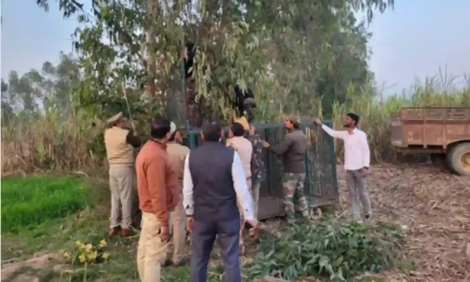 गन्ने के खेत में बाघिन के दिखाई देने से ग्रामीणों की जान हलक में अटकी
