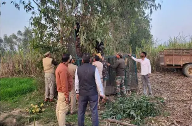 गन्ने के खेत में बाघिन के दिखाई देने से ग्रामीणों की जान हलक में अटकी गन्ने के खेत में बाघिन के दिखाई देने से ग्रामीणों की जान हलक में अटकी