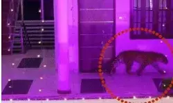 शादी समारोह में घुसा तेंदुआ- भागे दूल्हा दुल्हन- दरोगा की छीनी राइफल शादी समारोह में घुसा तेंदुआ- भागे दूल्हा दुल्हन- दरोगा की छीनी राइफल