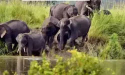 मंदिर जा रहे श्रद्धालुओं पर हाथियों का अटैक- 3 भक्तों की मौके पर मौत मंदिर जा रहे श्रद्धालुओं पर हाथियों का अटैक- 3 भक्तों की मौके पर मौत