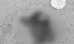 दुस्साहस- दरियाबाद चौकी के गोवंश काटकर सड़क पर फेंका- CCTV... दुस्साहस- दरियाबाद चौकी के गोवंश काटकर सड़क पर फेंका- CCTV...