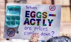 आसमान छू रहे भाव- अंडों को लेकर मचा घमासान- इन पर लगाया इल्जाम आसमान छू रहे भाव- अंडों को लेकर मचा घमासान- इन पर लगाया इल्जाम