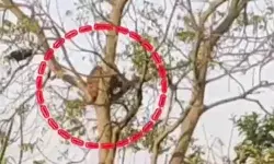 पेड़ पर चढ़े तेंदुए को देख ग्रामीणों की जान हलक के भीतर अटकी पेड़ पर चढ़े तेंदुए को देख ग्रामीणों की जान हलक के भीतर अटकी