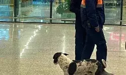 सुरक्षा व्यवस्था में सेंधमारी कर एयरपोर्ट पर पहुंचा स्ट्रीट डॉग सुरक्षा व्यवस्था में सेंधमारी कर एयरपोर्ट पर पहुंचा स्ट्रीट डॉग