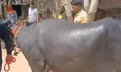 चोरी होने की दहशत में बेच डाली 25 लीटर दूध देने वाली भैंस