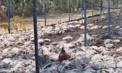 मुर्गी फार्म में लगी आग में मुर्गे मुर्गियां बनने से पहले ही चूजे जले मुर्गी फार्म में लगी आग में मुर्गे मुर्गियां बनने से पहले ही चूजे जले