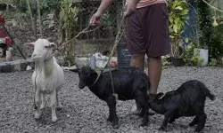 दुनिया की सबसे छोटी बकरी है करुम्बी, गिनीज़ बुक में है नाम दर्ज दुनिया की सबसे छोटी बकरी है करुम्बी, गिनीज़ बुक में है नाम दर्ज