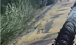 रिफाइनरी में घुसे लेपर्ड का हमला- दो कर्मचारियों को मारे पंजे