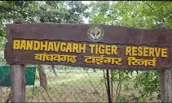 घर के पीछे महुआ बीन रही महिला की टाईगर ने अटैक कर ले ली जान घर के पीछे महुआ बीन रही महिला की टाईगर ने अटैक कर ले ली जान