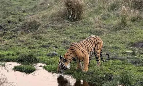 टाईगर रिजर्व में बाघों की गतिविधियों ने पर्यटकों को किया रोमांचित