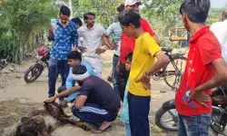 ठूंस ठूंस कर भरे गए गौवंश लदी गाड़ी पकड़ी- 11 में से 9 गोवंश मृत मिले ठूंस ठूंस कर भरे गए गौवंश लदी गाड़ी पकड़ी- 11 में से 9 गोवंश मृत मिले