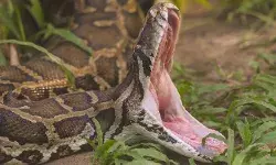 36 साल की महिला को अजगर ने बनाया निवाला- पेट काटकर निकाला शव 36 साल की महिला को अजगर ने बनाया निवाला- पेट काटकर निकाला शव