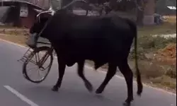 गले में साइकिल टांगकर सांड ने सड़क पर भरा फर्राटा- बचने को इधर उधर.. गले में साइकिल टांगकर सांड ने सड़क पर भरा फर्राटा- बचने को इधर उधर..