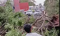 आंधी की मार से बेहाल होकर गिरे पेड ने हाईवे को किया बाधित- खेत के.....
