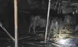 डेयरी में लगी आग में कई भैंस झुलसी- फायर फाइटरों ने मोहल्ले के लोगों.. डेयरी में लगी आग में कई भैंस झुलसी- फायर फाइटरों ने मोहल्ले के लोगों..