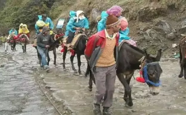 केदारनाथ में खच्चरों एवं घोड़ों के इस्तेमाल पर इस वजह से लगाया प्रतिबंध केदारनाथ में खच्चरों एवं घोड़ों के इस्तेमाल पर इस वजह से लगाया प्रतिबंध