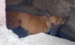 परेशान व्यक्ति ने लाइसेंसी बंदूक से कुत्ते के मार दी गोली - हुई मौत परेशान व्यक्ति ने लाइसेंसी बंदूक से कुत्ते के मार दी गोली - हुई मौत