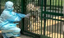 बाघिन में मिला बर्ड फ्लू वायरस- चिड़ियाघर बंद- कर्मचारियों की.. बाघिन में मिला बर्ड फ्लू वायरस- चिड़ियाघर बंद- कर्मचारियों की..