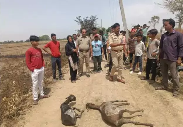 खेत में पड़ी पराली में लगी आग- 5 बकरियों की मौत- चरवाहा भी.... खेत में पड़ी पराली में लगी आग- 5 बकरियों की मौत- चरवाहा भी....